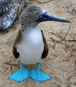 تصویری از پرنده ای با نام Blue-footed Booby